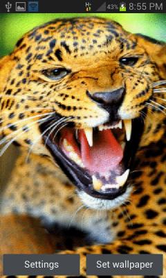 Wild Leopard Roar LWP