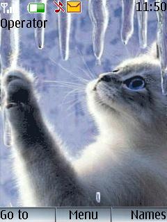 Winter Cat