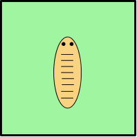 Wormy